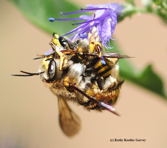 European male carder bees mating. The male, the larger bee, is about the size of honey bee. The European carder bees were introduced in New York in 1963 and became established in California in 2007, scientists say. (Photo by Kathy Keatley Garvey)
