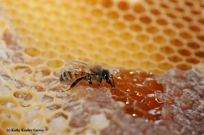 A honey bee on a honey comb. (Photo by Kathy Keatley Garvey)