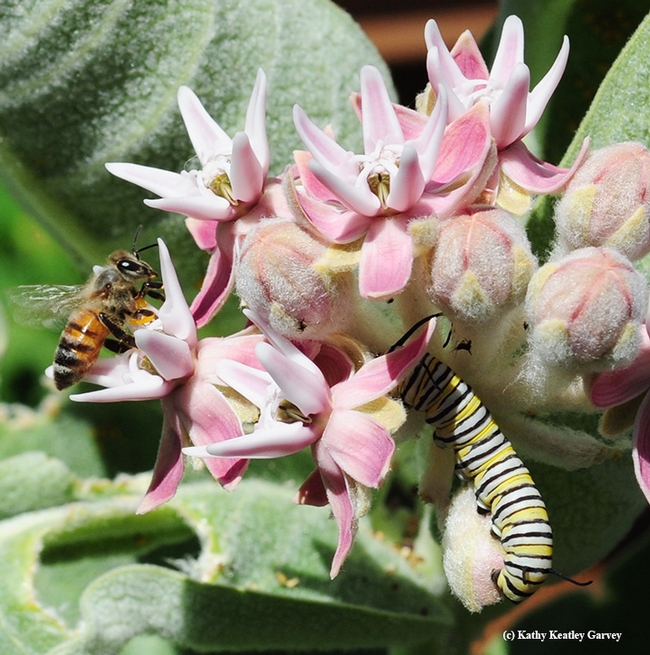 A honey bee gets stuck in the sticky pollinia of the milkweed as a monarch caterpillar keeps munching away. (Photo by Kathy Keatley Garvey)