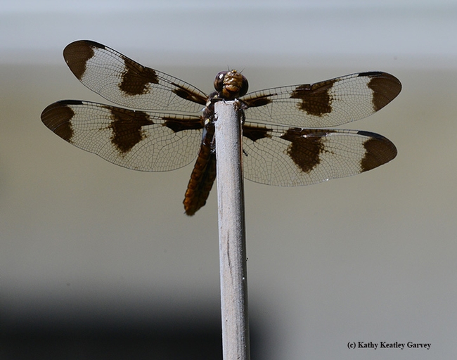 A female whitetail, Plathemis lydia, claims a bamboo stake. This dragonfly is often mistaken for a twelve-spotted dragonfly. (Photo by Kathy Keatley Garvey)