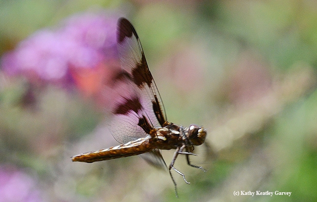 Caught in flight, the common whitetail dragonfly sails over the pollinator garden. (Photo by Kathy Keatley Garvey)