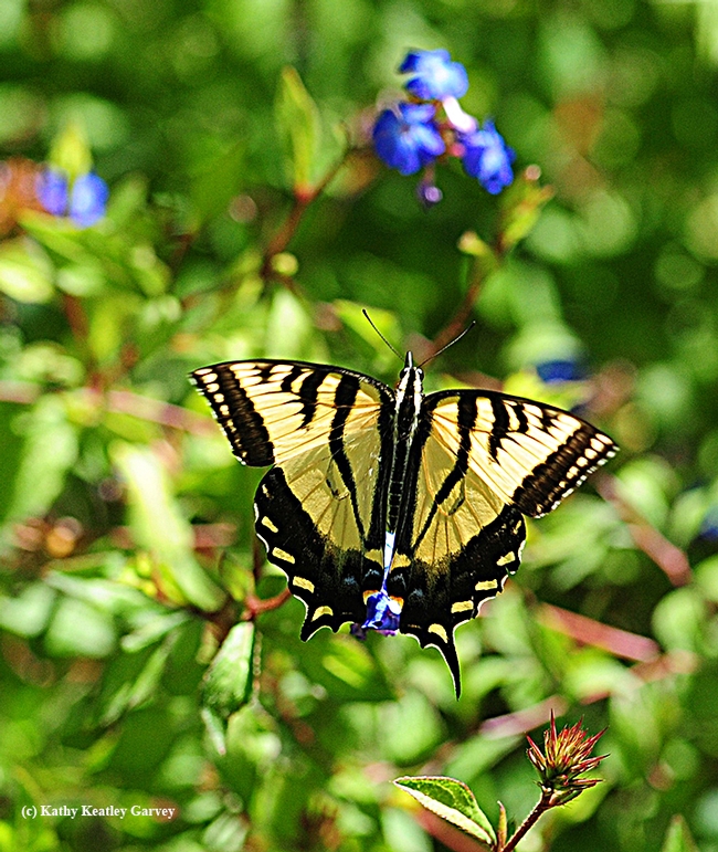 The Western tiger swallowtail (Papilio rutulus) approaches a plumbago in the Storer Garden, UC Davis Arboretum. (Photo by Kathy Keatley Garvey)