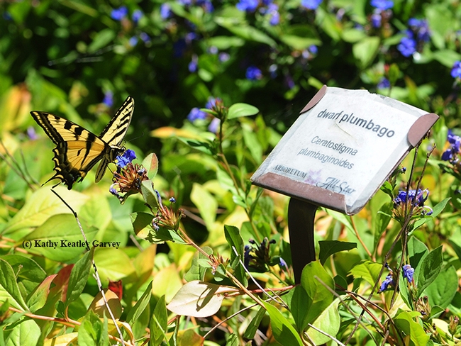 Sign of the times, the nectaring times! The Western tiger swallowtail nectars near the plumbago sign. (Photo by Kathy Keatley Garvey)