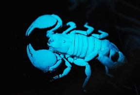Bora Inceoglu earlier did research on scorpions. (Photo by Kathy Keatley Garvey)