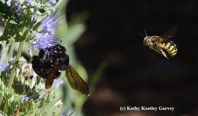 Male European wool carder bee (Anthidium manicatum) takes another swipe at the female Valley carpenter bee (Xylocopa varipuncta) on a bluebeard (Caryopteris). (Photo by Kathy Keatley Garvey)