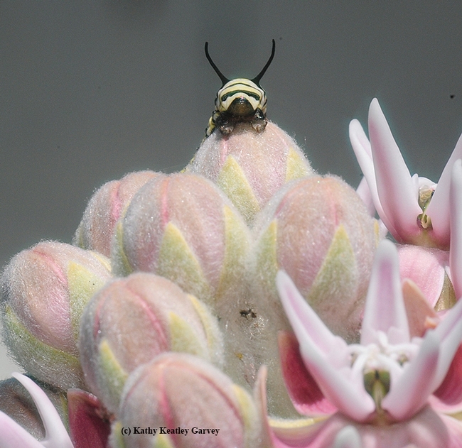 A monarch caterpillar summits a milkweed, Asciepias speciosa. (Photo by Kathy Keatley Garvey)