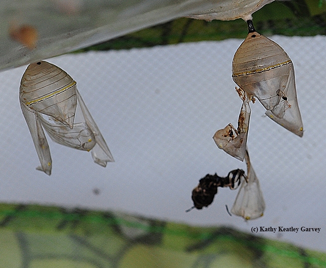 From a chrysalis to a pupal case--now where's the monarch? (Photo by Kathy Keatley Garvey)