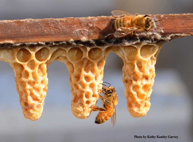 Worker bees and queen cells. (Photo by Kathy Keatley Garvey)