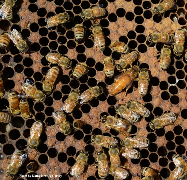 Find the queen! This photo of Italian honey bees was taken at  Jackie Burris-Parks Queens, Palo Cedro. (Photo by Kathy Keatley Garvey)