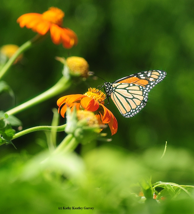 A monarch butterfly has its choice of Mexican sunflowers (Tithonia). (Photo by Kathy Keatley Garvey)
