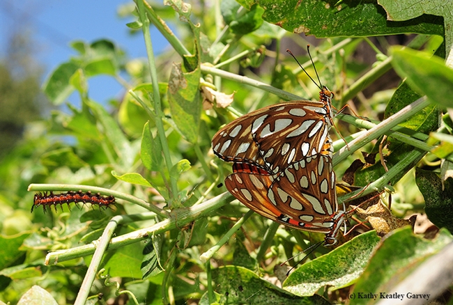 Gulf Fritillary butterflies (Agraulis vanillae) mating. In the background  (at left) is a Gulf Frit caterpillar. (Photo by Kathy Keatley Garvey)