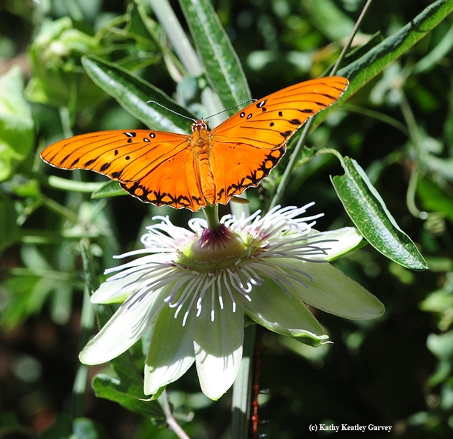 If Gulf Fritillary caterpillars keep eating and manage to evade predators and diseases, they'll turn into spectacular orangish-reddish butterflies with silver-spangled underwings. This one is landing on a Passiflora blossom. (Photo by Kathy Keatley Garvey)