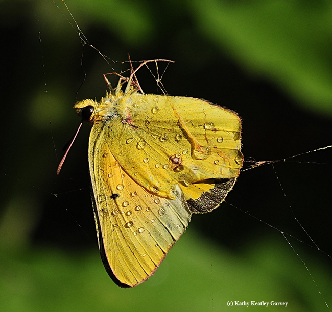 Alfalfa butterfly trapped in a spider web and doused by a sprinkler. (Photo by Kathy Keatley Garvey)