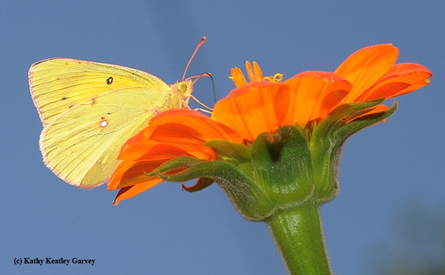 Alfalfa butterfly nectaring on a Mexican sunflower (Tithonia). (Photo by Kathy Keatley Garvey)