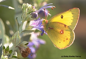 A backlit alfalfa butterfly. (Photo by Kathy Keatley Garvey)