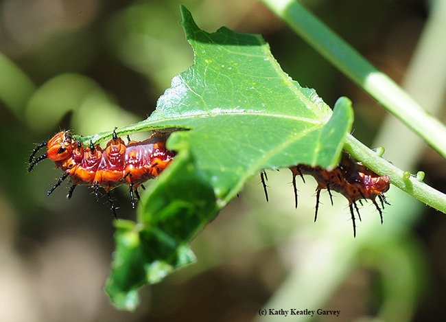 A hungry caterpillar getting its fill of passionflower vine, Passiflora. (Photo by Kathy Keatley Garvey)