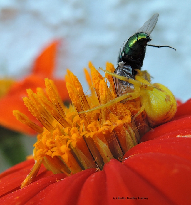 A crab spider, on a Mexican sunflower, eating a green bottle fly. (Photo by Kathy Keatley Garvey)