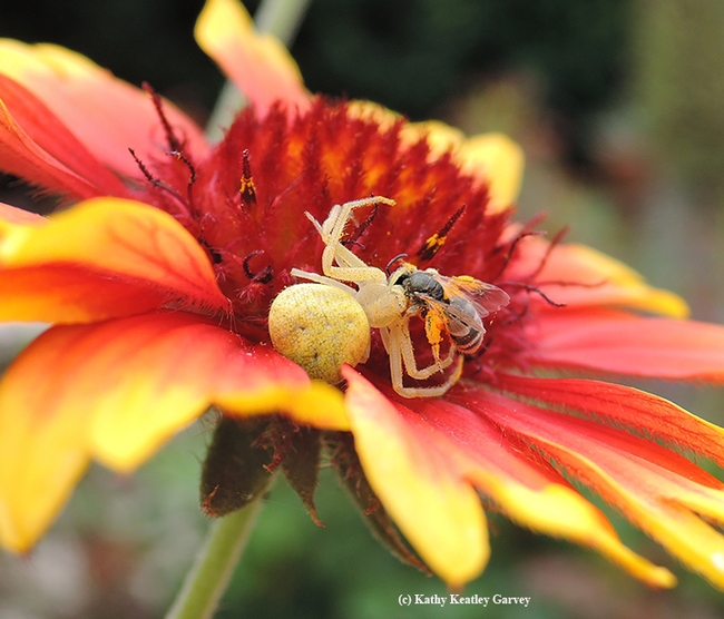 A crab spider, on a blanketflower, eating a female Halictus tripartitus, as identified by Robbin Thorp, UC Davis distinguished professor of entomology. (Photo by Kathy Keatley Garvey)