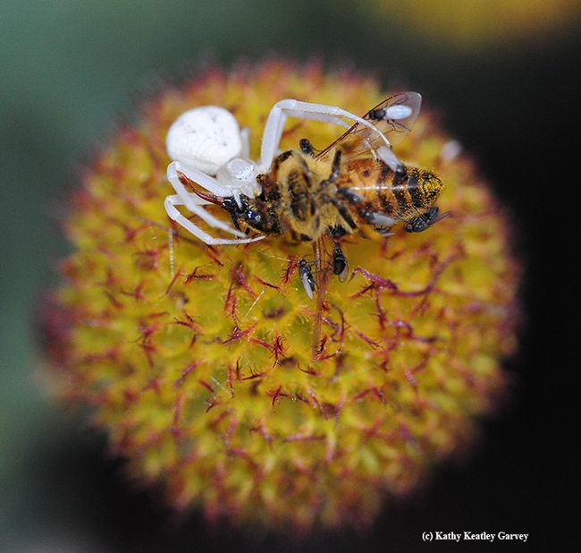 A crab spider, on a spent blanketflower (Gaillardia) eating a honey bee. It is joined by 