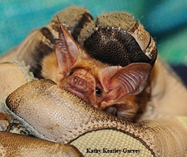 Close-up of the face of a pallid bat that 