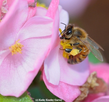 A bee foraging on a begonia. Bees don't like begonias, but this one did. (Photo by Kathy Keatley Garvey)