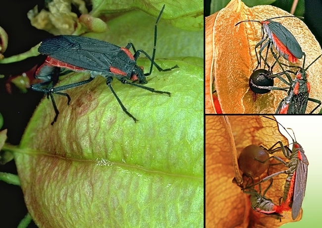 Soapberry bugs, Jadera haematoloma. (Photos by entomologist and soapberry expert Scott Carroll of UC Davis)
