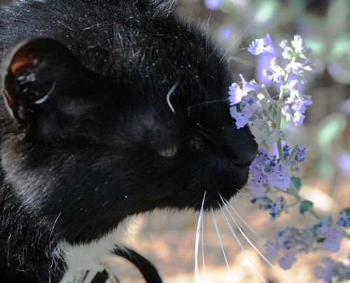 Cat Sniffing Catmint