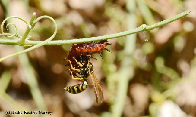 A European paper wasp, Polistes dominula, attacks a Gulf Fritillary caterpillar. (Photo by Kathy Keatley Garvey)