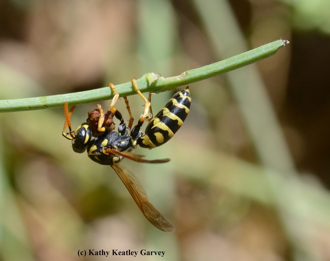 The European paper wasp finishes off the rest of the caterpillar. (Photo by Kathy Keatley Garvey)