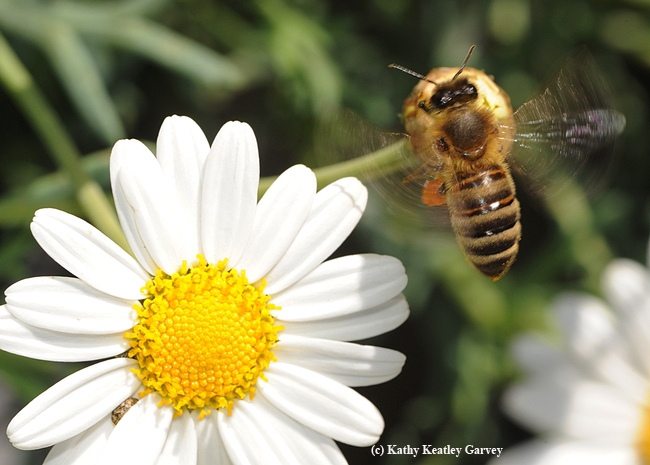 Buzzing, the honey bee leaves the daisy. (Photo by Kathy Keatley Garvey)