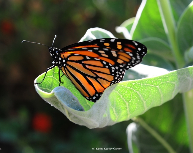 Those on the UC Davis butterfly tour on Sept. 18 may spot monarch butterflies on mlkweed. (Photo by Kathy Keatley Garvey)