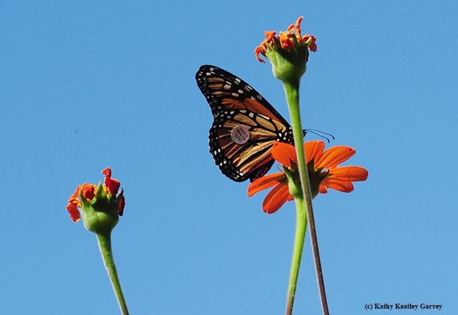WSU-tagged monarch nectaring on a towering Mexican sunflower in Vacaville,Calif. (Photo by Kathy Keatley Garvey)