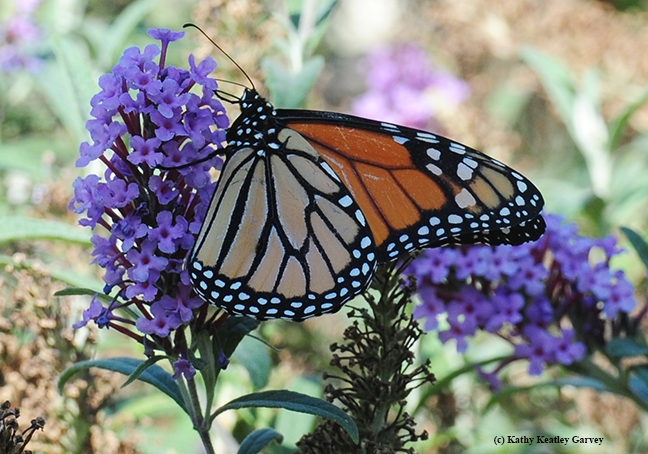 WSU-tagged monarch sipping nectar from a butterfly bush in Vacaville, Calif. The tag, invisible in this photo, is on the other side. (Photo by Kathy Keatley Garvey)