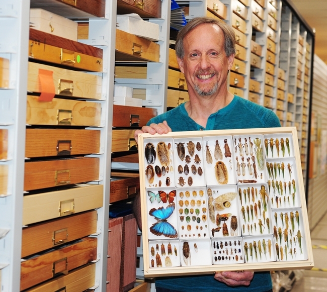 Senior museum scientist Steve Heydon of the Bohart Museum of Entomology holds some of the specimens collected in Belize. He participated in the collection expedition.(Photo by Kathy Keatley Garvey)