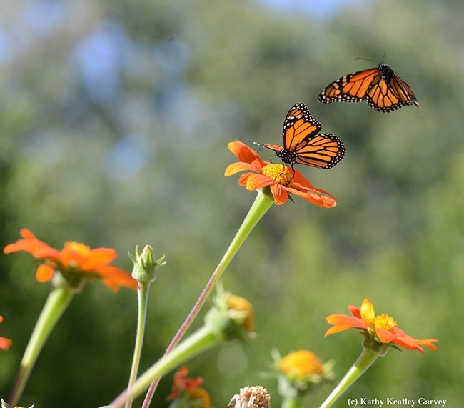First in series of four photos: Two monarch butterflies meeting in a Tithonia patch in Vacaville, Calif. (Photo by Kathy Keatley Garvey)