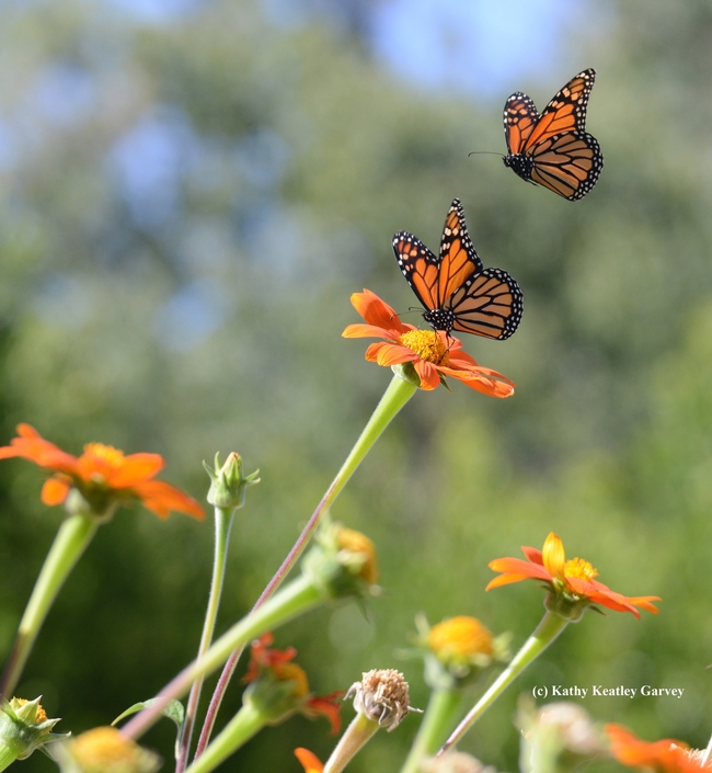 Second in series of four photos: Two monarch butterflies, one nectaring, one investigating. (Photo by Kathy Keatley Garvey)