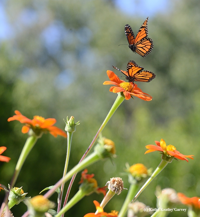 Third in series of four photos: Two monarch butterflies interacting in the Tithonia patch. (Photo by Kathy Keatley Garvey)