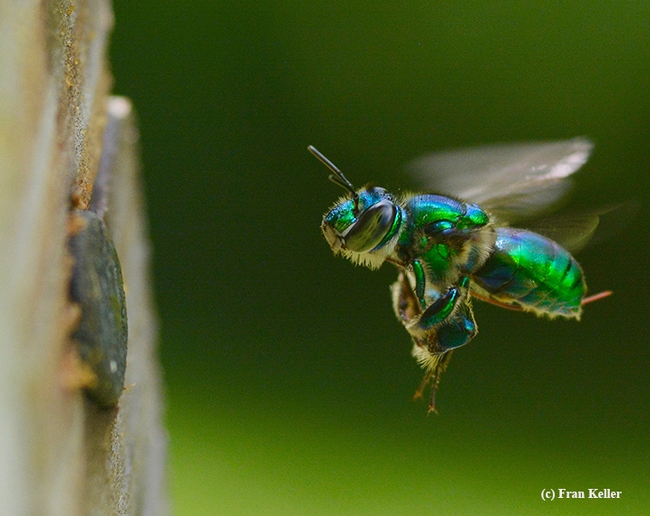 An orchid bee heads for wintergreen oil. This photo was taken during the Bohart Museum's collection trip to Belize. (Photo by Fran Keller)