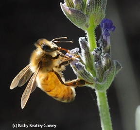 Honey bee sipping nectar from lavender. (Photo by Kathy Keatley Garvey)