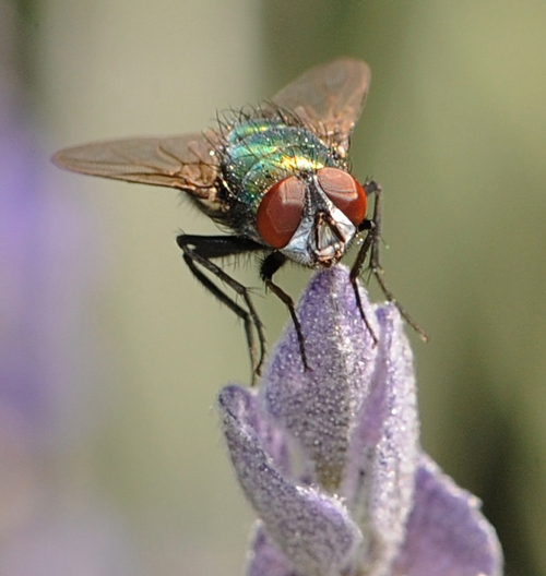 Blow Fly on Lavender