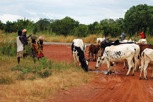 Villagers and cattle along the road near Pimperena in southern Mali. UC Davis researchers have announced that mosquito preference for human-versus-animal biting has a genetic component. (Photo by Yoosook Lee, UC Davis)