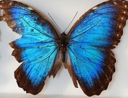 Blue morpho from Belize