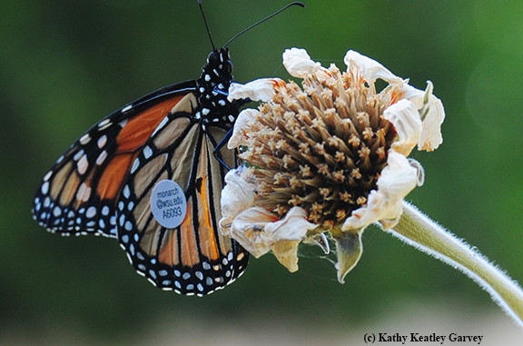 A male migrating monarch, tagged and released in Ashland, Ore., as part of WSU entomologist David James'citzen-scientist research, perches on the seed ball of a Mexican sunflower in Vacaville, Calif., on Sept. 5. (Photo by Kathy Keatley Garvey)