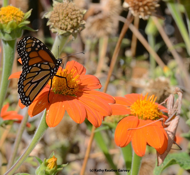 An unsuspecting monarch lands next to a Mexican sunflower occupied by a predator, a praying mantis. (Photo by Kathy Keatley Garvey)