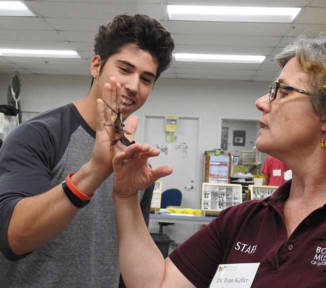 Jordan Bailey, a student in Fran Keller's class at Folsom Lake College, holds a walking stick for extra credit. At right is Keller, an assistant professor and Bohart associate. She received her doctorate in entomology from UC Davis. (Photo by Kathy Keatley Garvey)