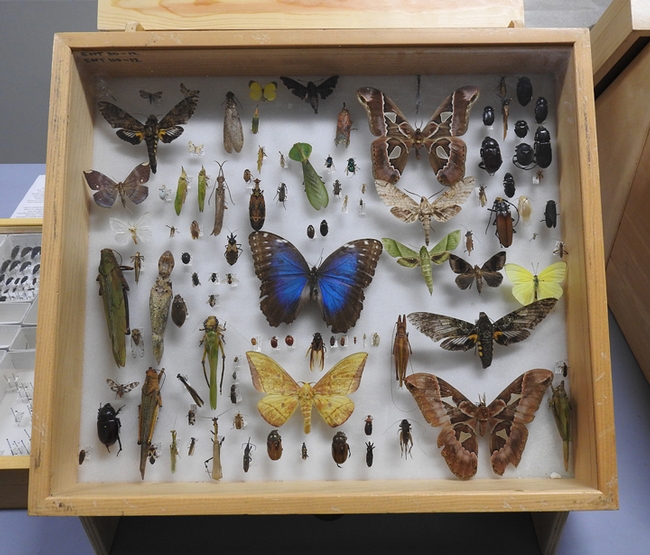 These are some of the insects collected during the Belize trip last summer. (Photo by Kathy Keatley Garvey)