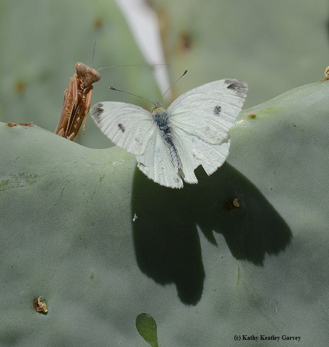 Breakfast! A hungry praying mantis eyes a cabbage white butterfly. (Photo by Kathy Keatley Garvey)