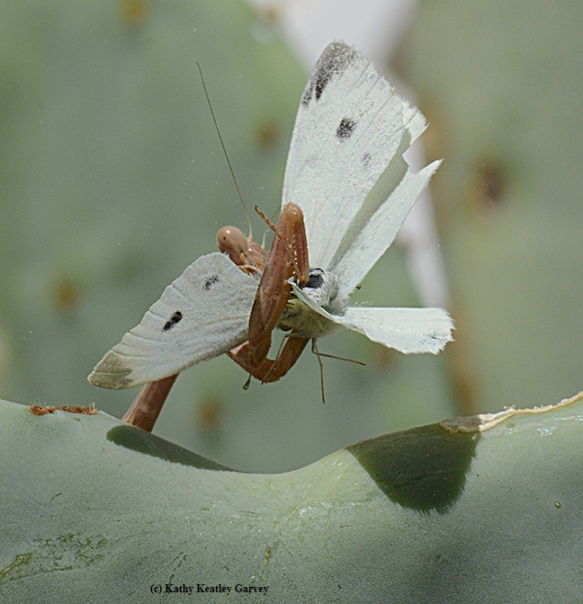 With a lightning strike, the praying mantis grasps the cabbage white butterfly with its spiked forelegs. (Photo by Kathy Keatley Garvey)