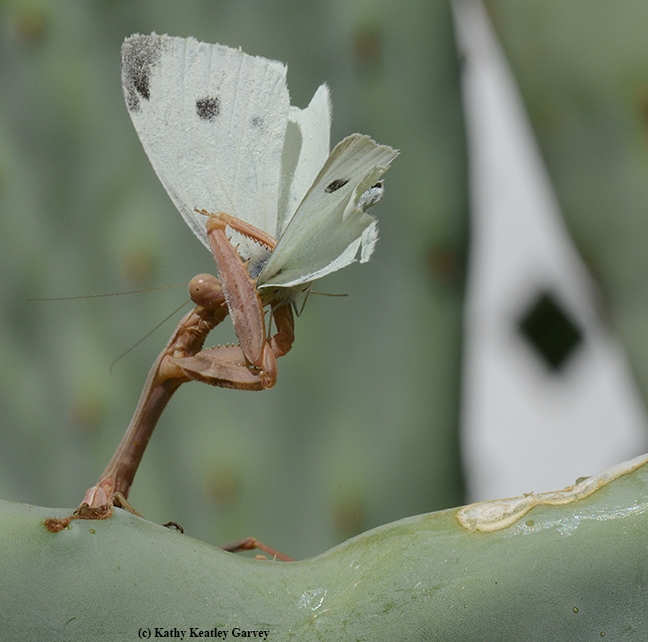 Holding it up like a trophy, the praying mantis begins to eat. (Photo by Kathy Keatley Garvey)