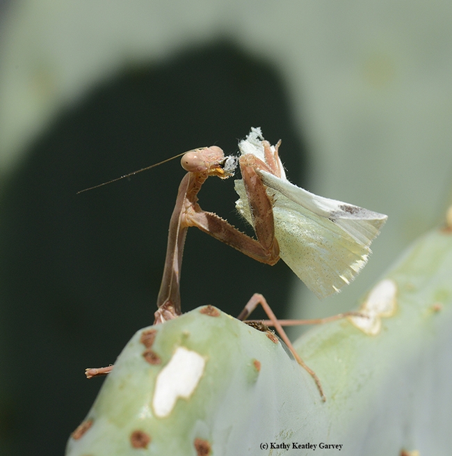 The praying mantis concentrates on breakfast.  (Photo by Kathy Keatley Garvey)
